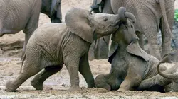 Serengeti, la grande cavalcade des animaux