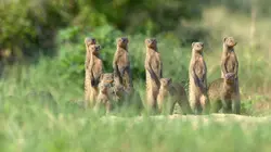 Serengeti, la grande cavalcade des animaux