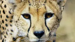 Serengeti, la grande cavalcade des animaux