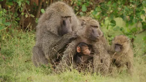 Casting Serengeti, la grande cavalcade des animaux L'innocence à l'épreuve