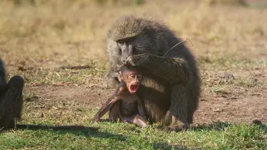 Espoirs et renaissance