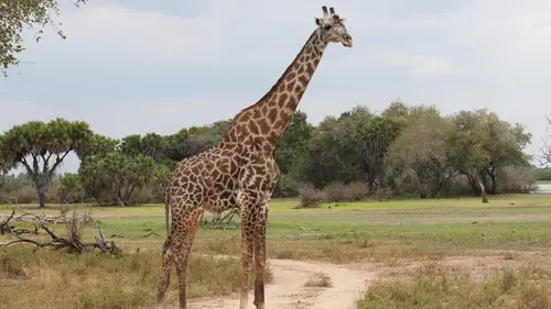 Serengeti, la grande cavalcade des animaux
