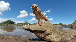 Visuel de Serengeti, la grande cavalcade des animaux
