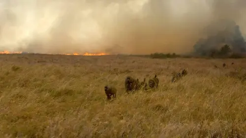Serengeti, la grande cavalcade des animaux Les trônes des fauves