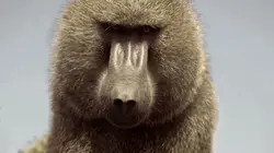 Visuel de Serengeti, la grande cavalcade des animaux