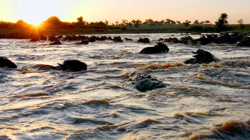 Serengeti, la grande cavalcade des animaux La domination