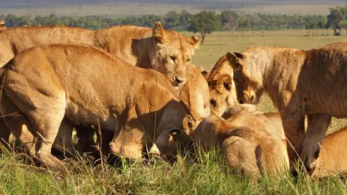 Serengeti, la grande cavalcade des animaux Chaleurs extrêmes