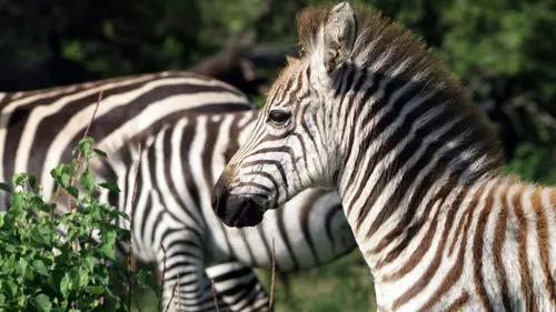 Serengeti, la grande cavalcade des animaux La grande migration