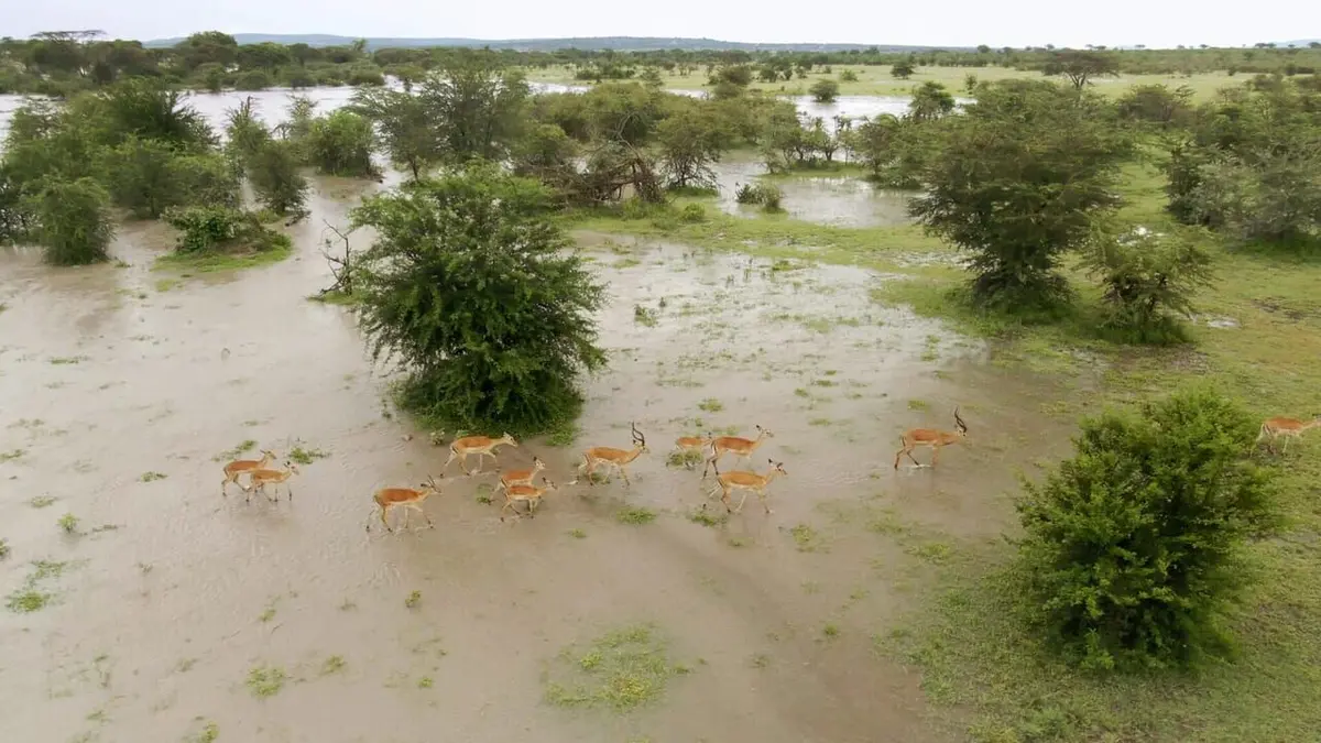 Visuel de Serengeti, la grande cavalcade des animaux La loi de la nature