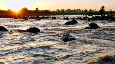 Serengeti, la grande cavalcade des animaux Luttes de pouvoir