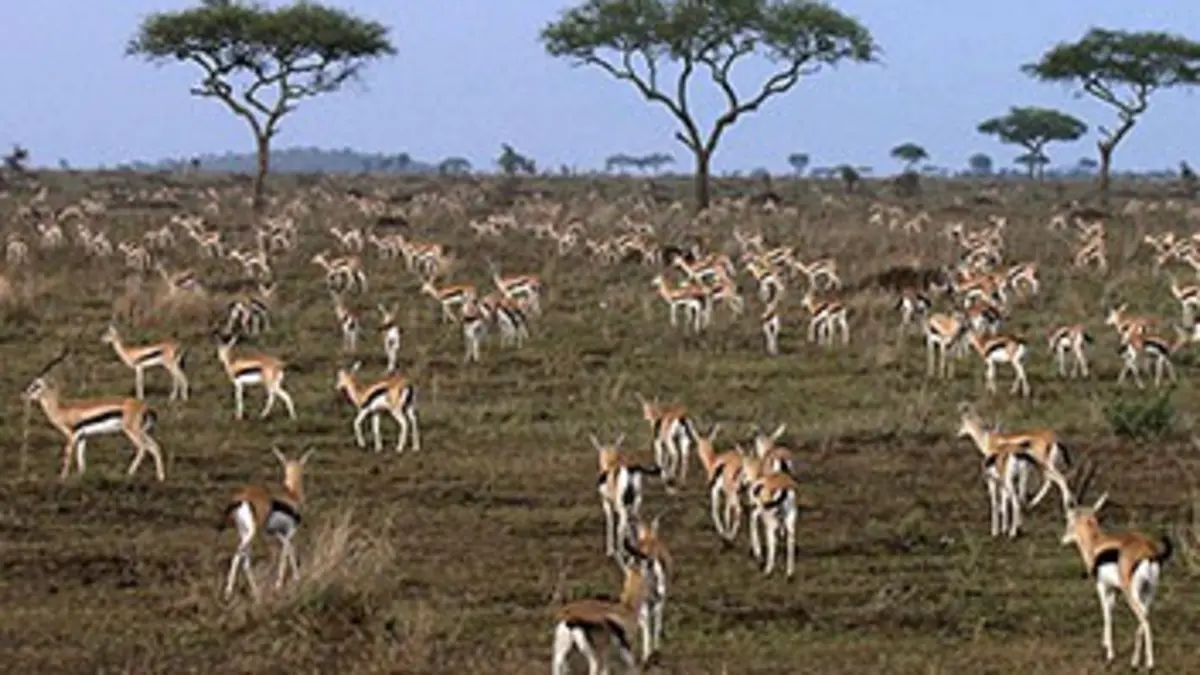 Serengeti, la loi du plus faible