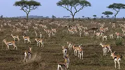 Visuel de Serengeti, la loi du plus faible