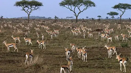 Serengeti, la loi du plus faible