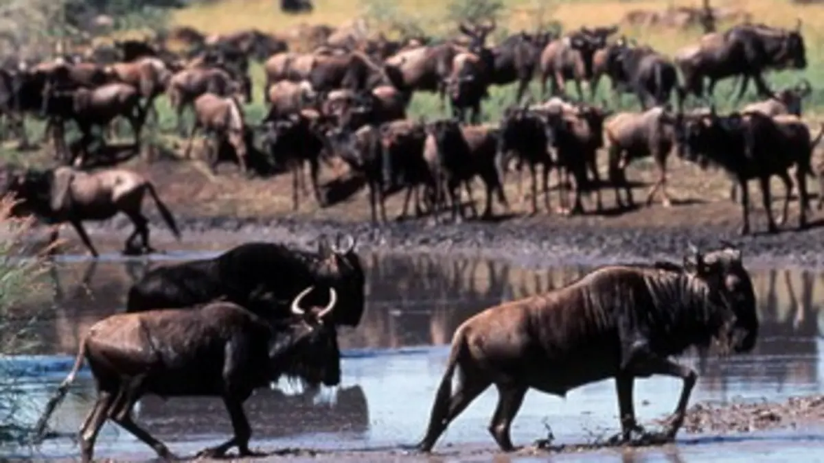 Serengeti, panique dans le troupeau
