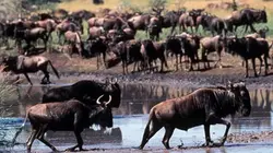Visuel de Serengeti, panique dans le troupeau