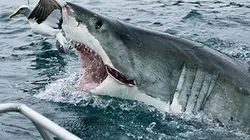 Sur Discovery Channel à 20h45 : Serial Killer Shark