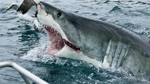 Serial Killer Shark