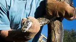 Visuel de Serpents géants