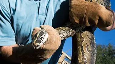 Serpents géants