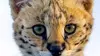 Serval, le félin des savanes africaines