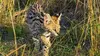 Serval, le félin des savanes africaines
