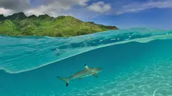 Visuel de Seul sur l'atoll, journal d'un naufragé volontaire