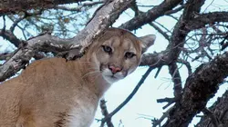 Seuls face à l'Alaska S'adapter ou mourir