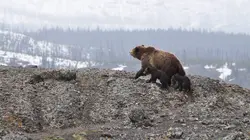 Seuls face à l'Alaska Droit dans le mur