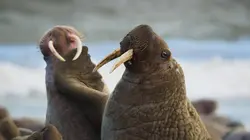 Visuel de Seven Worlds : One Planet