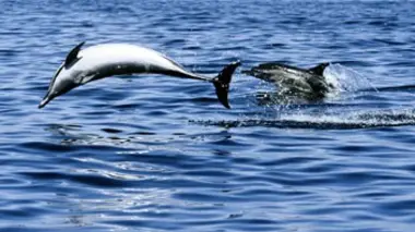 Sexe en haute mer