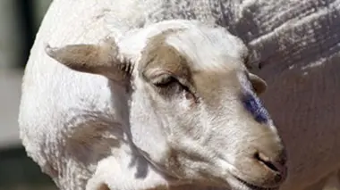 Shamwari, la vie sauvage