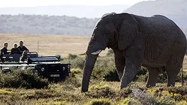 Shamwari, la vie sauvage