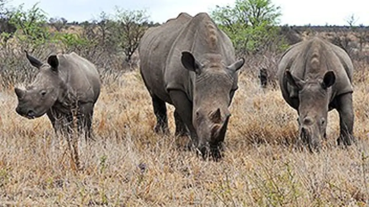Shamwari, la vie sauvage S02E06