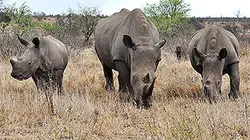 Visuel de Shamwari, la vie sauvage