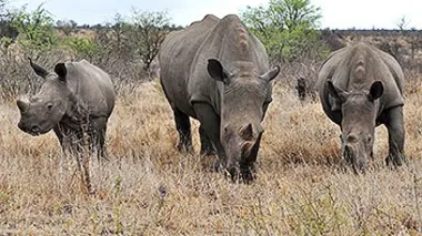 Shamwari, la vie sauvage