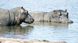 Visuel de Shamwari, la vie sauvage