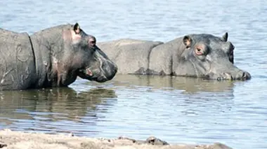 Shamwari, la vie sauvage