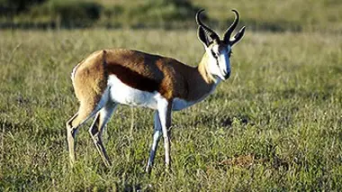 Shamwari, la vie sauvage