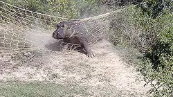 Visuel de Shamwari, la vie sauvage