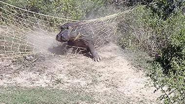 Shamwari, la vie sauvage