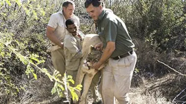 Shamwari, la vie sauvage