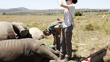 Shamwari, la vie sauvage