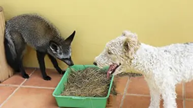 Shamwari, la vie sauvage