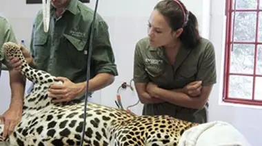 Shamwari, la vie sauvage