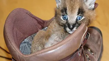 Shamwari, la vie sauvage