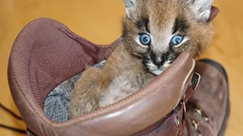 Shamwari, la vie sauvage S03E11