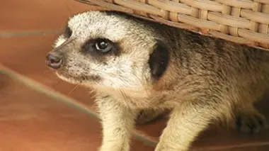 Shamwari, la vie sauvage