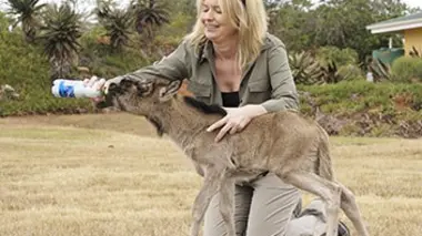 Shamwari, la vie sauvage