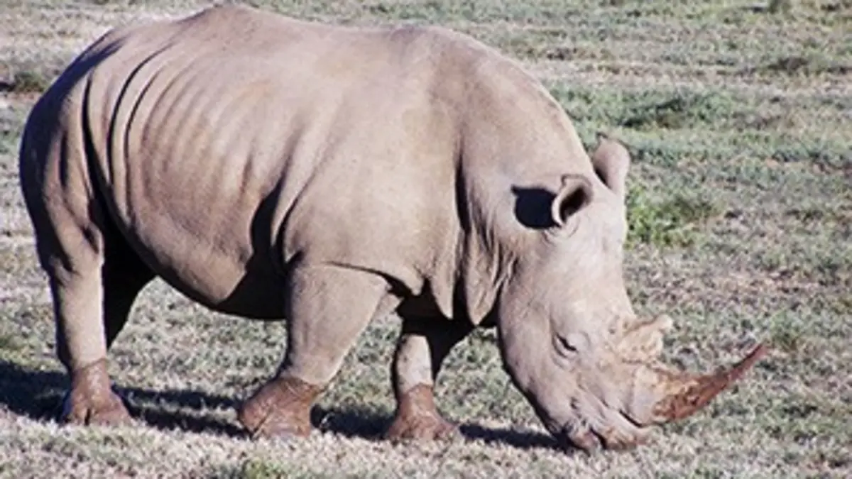 Shamwari, la vie sauvage S01E01