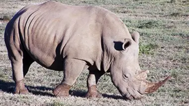 Shamwari, la vie sauvage